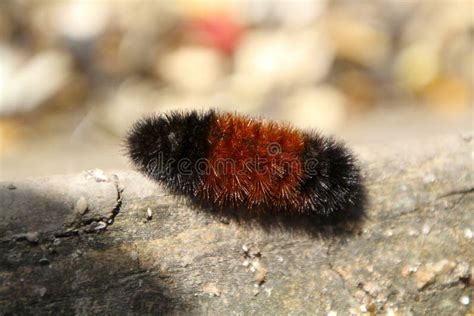 Banded Woolly Bear Caterpillar Stock Photos - Free & Royalty-Free Stock ...