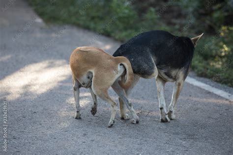 Two Dogs Are Are Making Love And Sex With Both Sexes Attachedblack