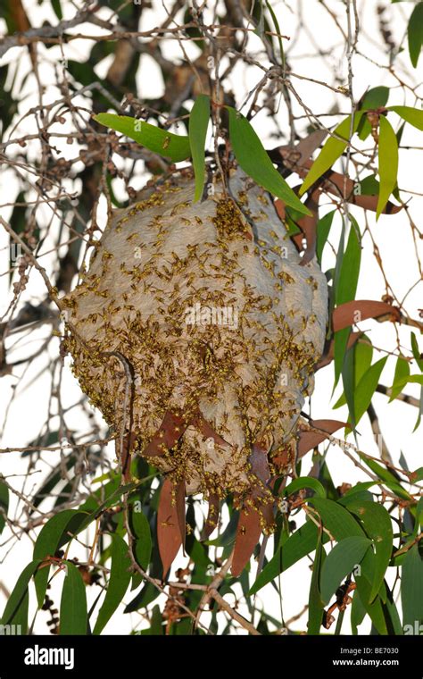 Nest Common Paper Wasp Polistes Humilis Queensland Australia Stock