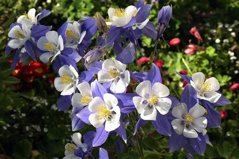 How To Grow Columbines Garden Lovers Club