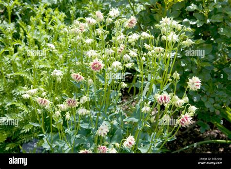 Aquilegia Vulgaris `nora Barlow` Stock Photo Alamy