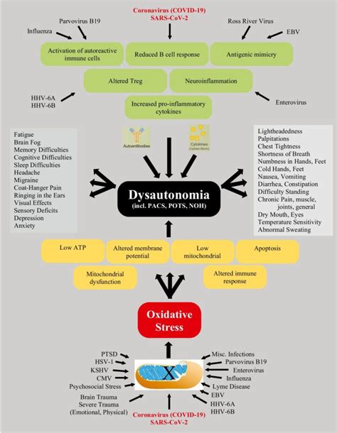 Long Covid Syndrome And The Cardiovascular System A Review Of