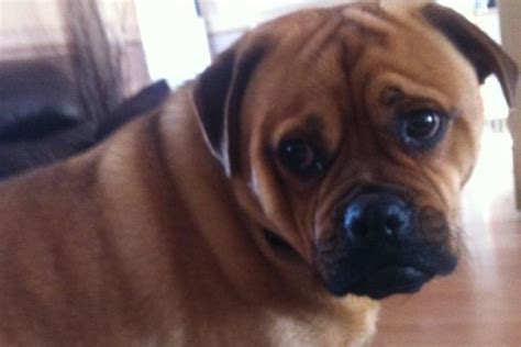 Rottweiler Pug Mix Pugweiler Is It A Good Breed