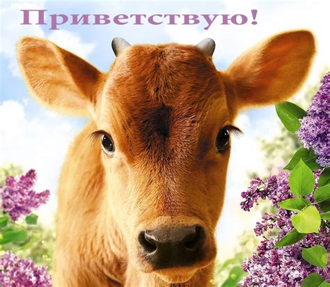 Картинки с надписью - Приветствую!.
