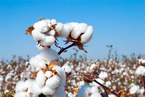 What Is Organic Cotton Heres Everything You Need To Know