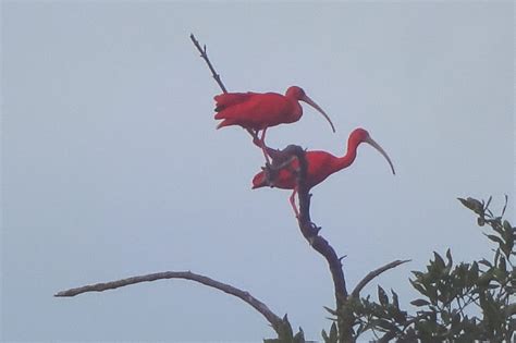Bigi Pan Natuurreservaat Update