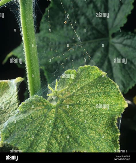 Stringing feeding damage of two spotted spider mites Tetranychus ...