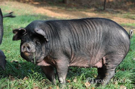 흑돼지·흑우 제주에 왜 현무암처럼 검은 가축이 유명할까 연합뉴스