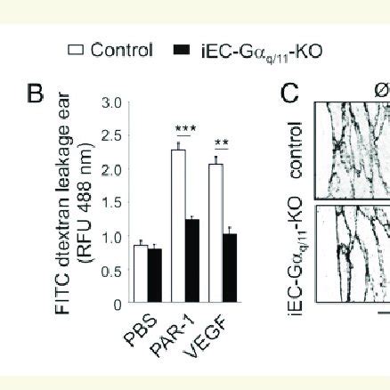 Ga Q 11 Is Required For VEGF Induced Permeability Proliferation And