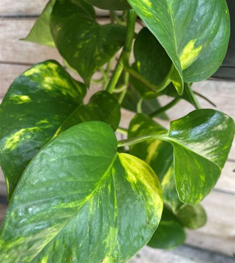 Epipremnum pinnatum