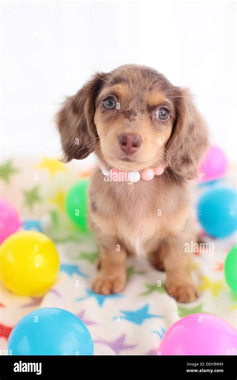 Cocker Spaniel Dachshund Mix Puppy