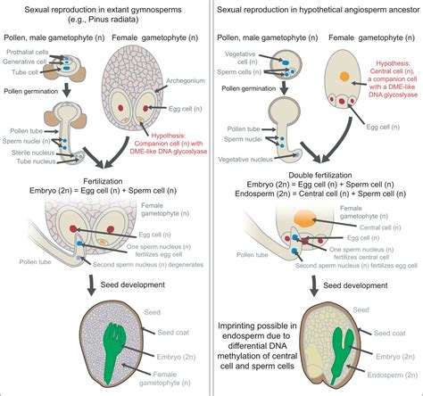 Evolution And Function Of Genomic Imprinting In Plants