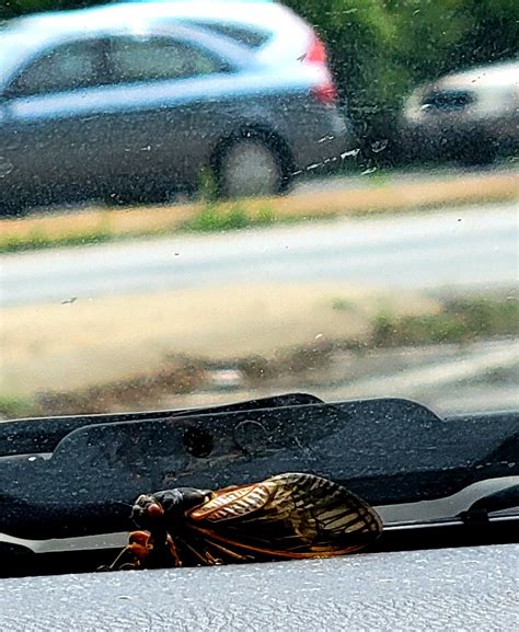 Cicada Invasion Photos From Readers: Cute Kids, Pets Meet Bugs | Silver