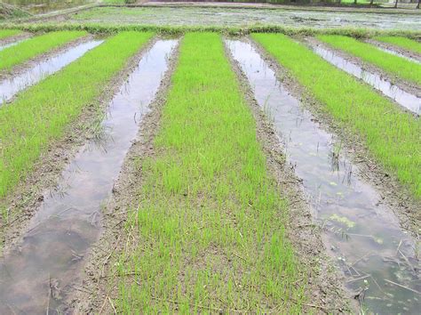 Agritech Portal Rice Photo Bank