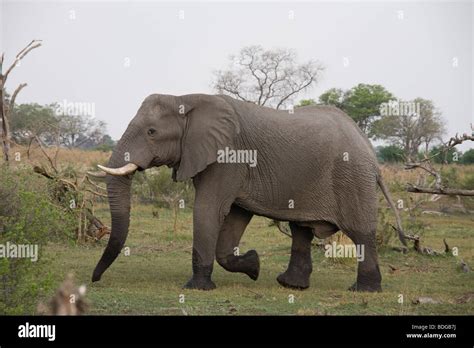 Okavango Delta Kwanda Linyanti River L Hi Res Stock Photography And