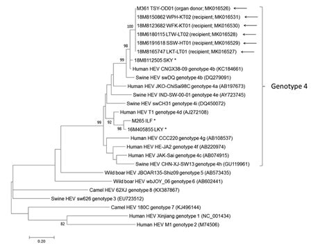 Phylogenetic Analyses Of The Partial Rna Dependent Rna Polymerase