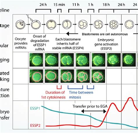 Cell Fate Decisions And Their Timing In Mouse Versus Human Early Embryo