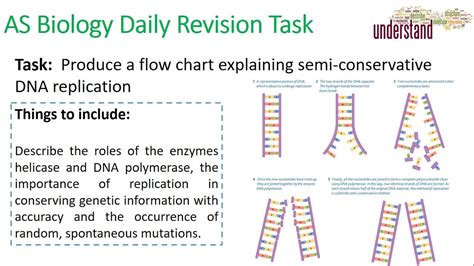 As Biology Daily Revision Task Dna Replication Youtube