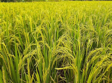 Rice Plant Green Free Photo On Pixabay Pixabay