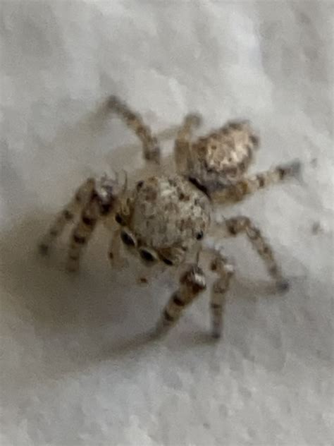 White Cheeked Jumping Spiders From Pencil Leaf Pl Tucson Az Us On