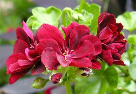 Pelargonium Peltatum Ivy Geranium