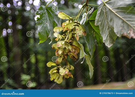 Fruits Of Sycamore Acer Pseudoplatanus Stock Image Image Of Maple