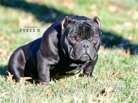 Bully Breeds - bullyperformance
