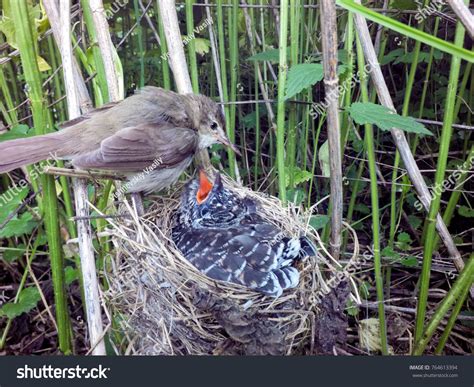 Acrocephalus Palustris Nest Marsh Warbler Nature Stock Photo 764613394