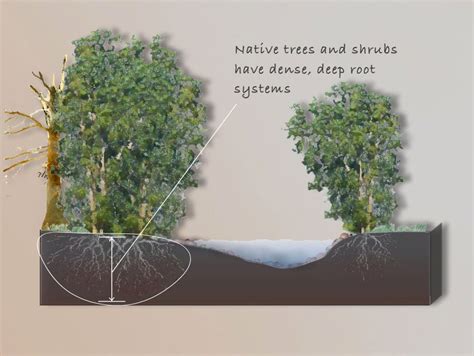 Loss Of Riparian Habitat Cskt Division Of Fish Wildlife