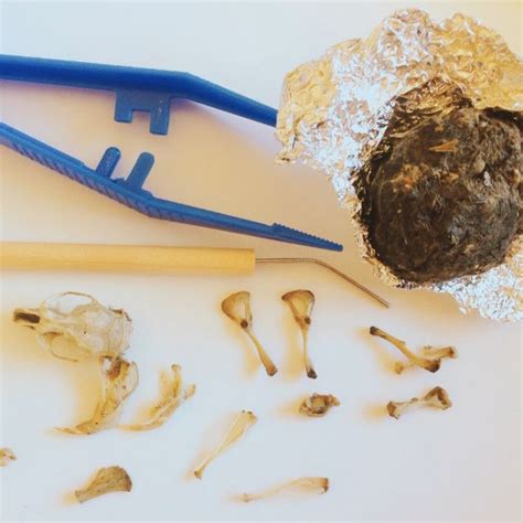 From Digestion To Discovery Exploring Owl Pellets In The Classroom Wonder At The World