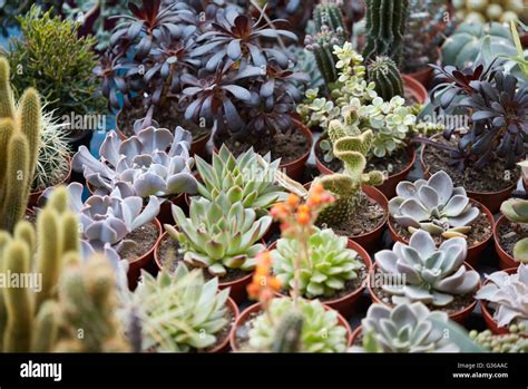 Colecci N De Plantas Suculentas En Peque Os Potes Fotograf A De Stock