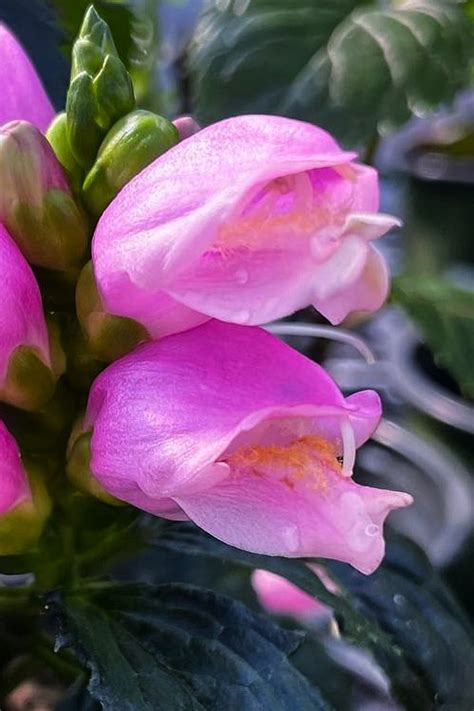 Buy Tiny Tortuga Pink Turtlehead Chelone Free Shipping Wilson