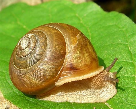 Freshwater Snail