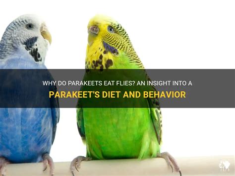 Why Do Parakeets Eat Flies An Insight Into A Parakeets Diet And