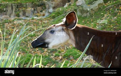 Los Angeles California Usa 29th January 2024 Okapi At La Zoo On