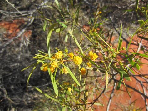 Semi-Arid Desert in Bloom with Benefits | Australia 2014 – 2015