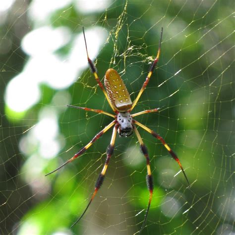 Golden Silk Orb-Weaver | NatureRules1 Wiki | Fandom