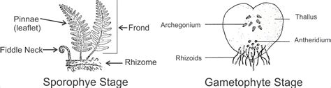 Classification 2 Form 3 Biology Notes Easyelimu Learning Simplified