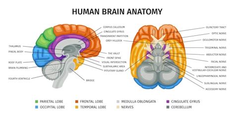 Human Brain Front Illustration