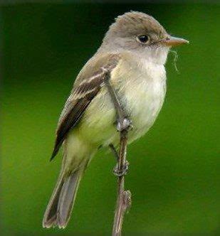 The Southwestern Willow Flycatcher | Wetlands Park Friends