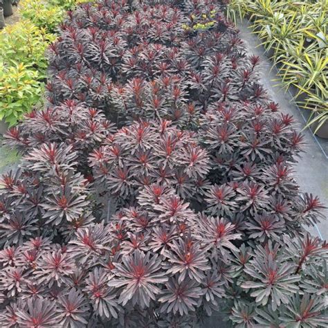 Euphorbia Miner S Merlot Golden Valley Plants