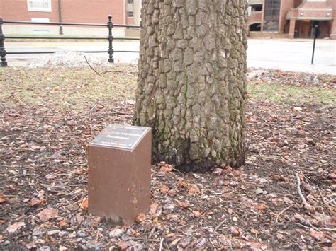 Lafayette report: Persimmon tree bark