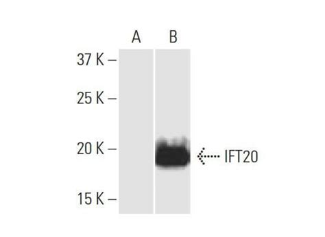 Anti Ift Antibody F Scbt Santa Cruz Biotechnology