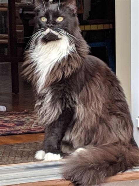 Pin On Maine Coons