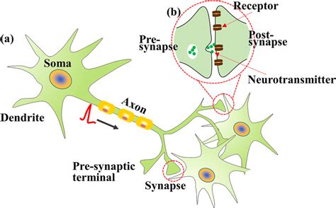 A Schematic Diagram Of A Biological Neuron B Schematic Download Scientific Diagram