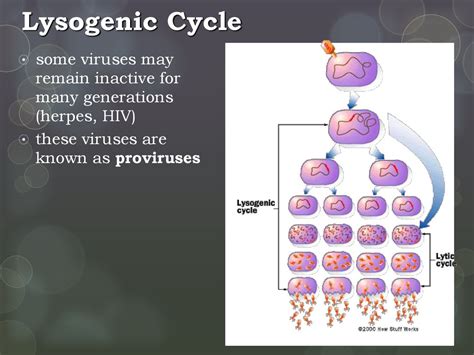 Viruses Evolution Objectives Ppt Download