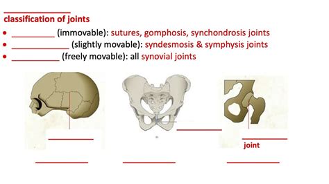 Functional Classification Of Joints Diagram Quizlet