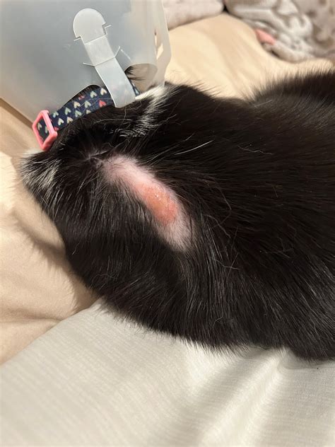 Please Help Me With My Cat’s Sudden Hair Loss R Catcare