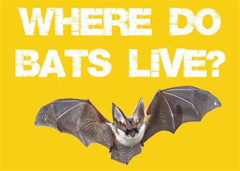 Where Do Bats Live During The Day What About Winter Squirrels At