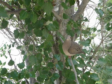 La Ciudad Silvestre La Torcaza Y Su Nido